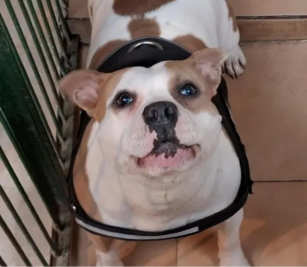 Znaleziono psa, Toruń, 27 stycznia 2026