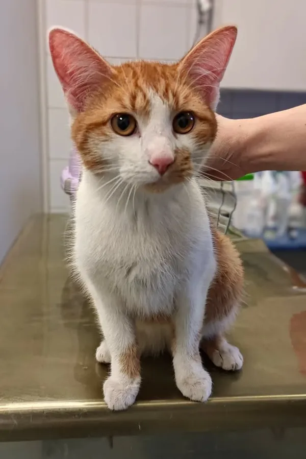 Znaleziono kota, Lublin, 27 stycznia 2026