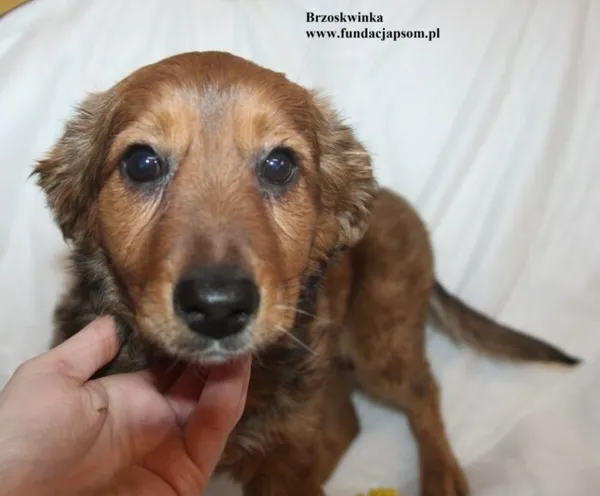 Pies do adopcji, Nowy Dwór Mazowiecki, 29 stycznia 2026 (3/5)