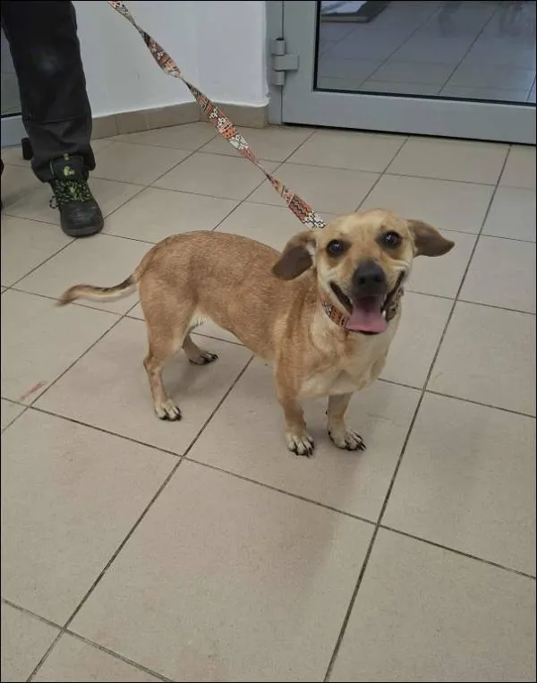 Znaleziono psa, Grudziądz, 29 stycznia 2026