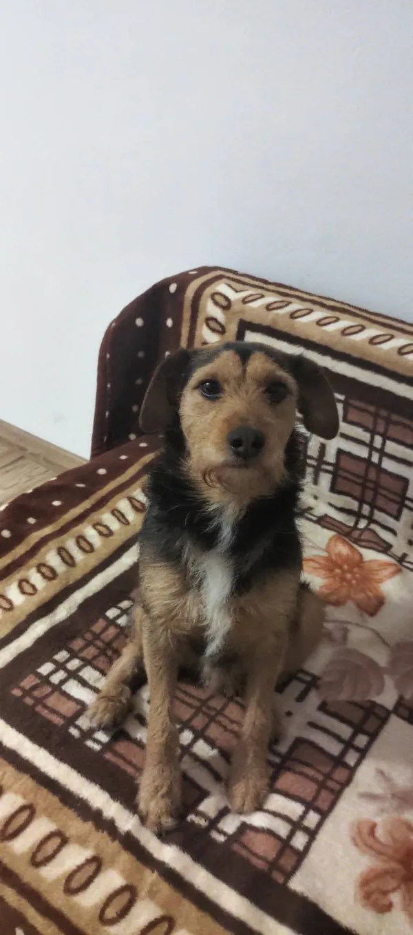 Zaginął pies, Kodrąb, 29 stycznia 2026