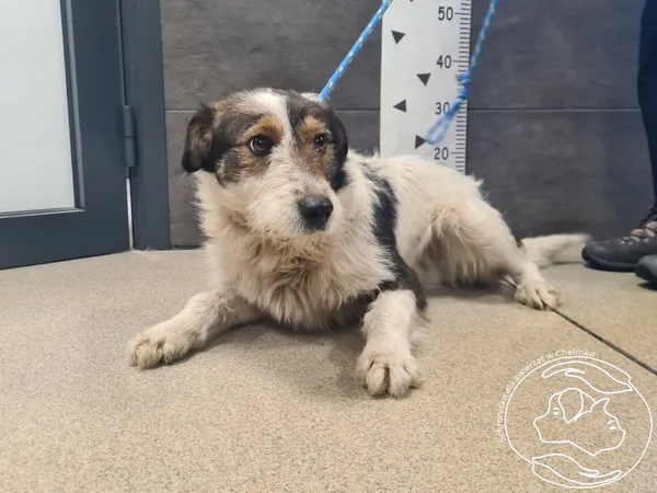 Znaleziono psa, Chełmek, 28 stycznia 2026