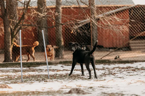 Pies do adopcji, Czartki, 29 stycznia 2026 (1/5)