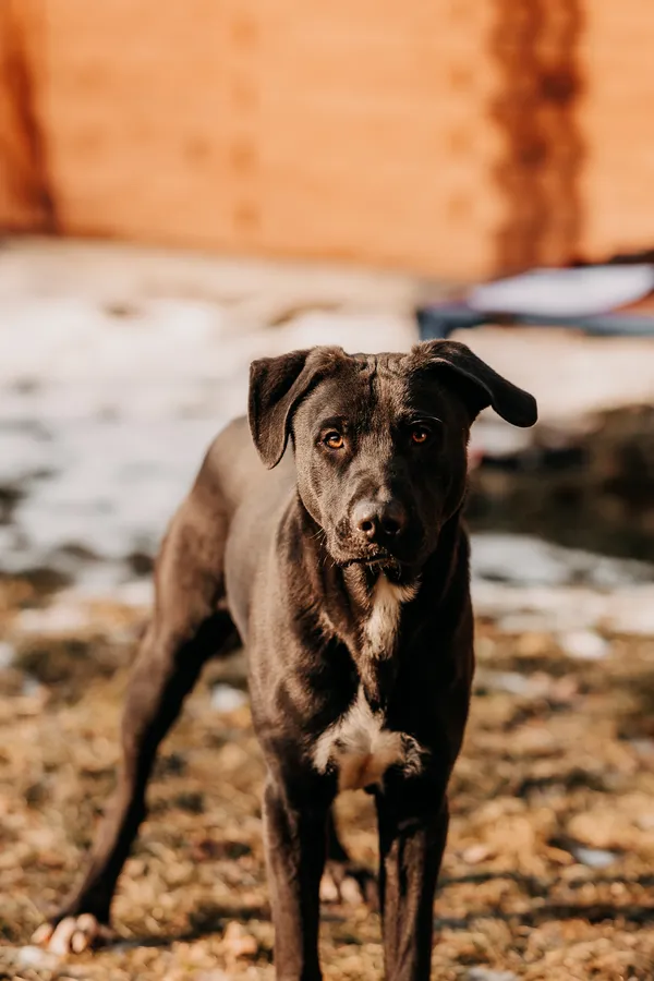 Pies do adopcji, Czartki, 29 stycznia 2026 (5/5)