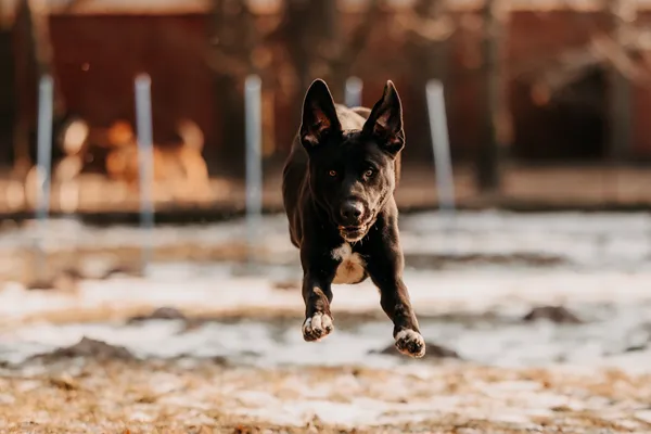 Pies do adopcji, Czartki, 29 stycznia 2026 (2/5)