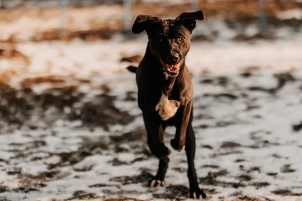 Pies do adopcji, Czartki, 29 stycznia 2026 (4/5)