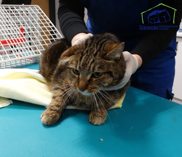 Znaleziono kota, Szczecin, 29 stycznia 2026