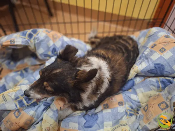 Znaleziono psa, Skałowo, 29 stycznia 2026 (2/2)