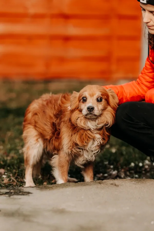 Pies do adopcji, Czartki, 29 stycznia 2026 (3/3)