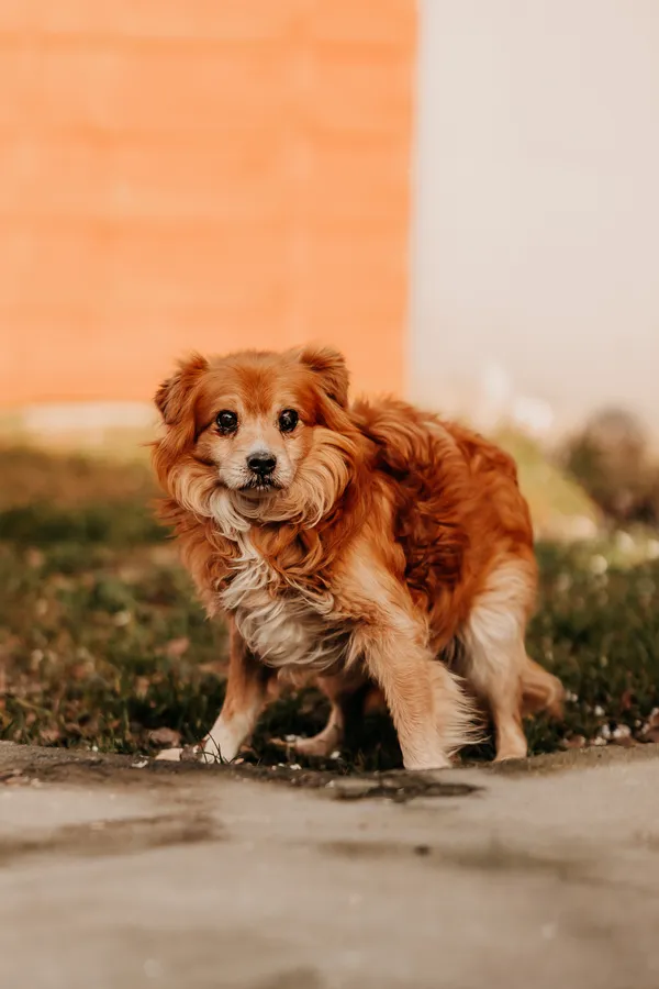 Pies do adopcji, Czartki, 29 stycznia 2026 (1/3)
