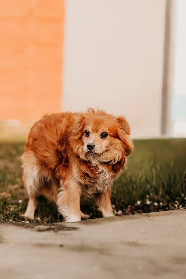 Pies do adopcji, Czartki, 29 stycznia 2026 (2/3)