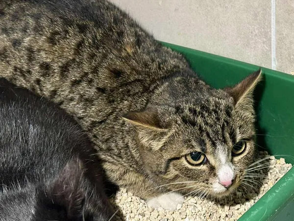 Znaleziono kota, Sosnowiec, 29 stycznia 2026