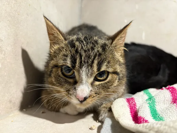 Znaleziono kota, Sosnowiec, 29 stycznia 2026