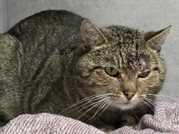 Znaleziono kota, Sosnowiec, 27 stycznia 2026