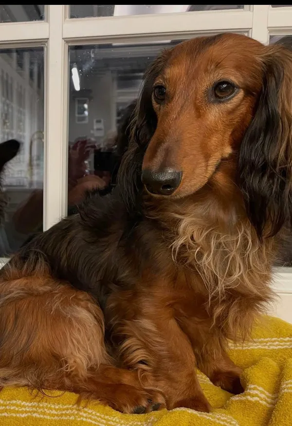 Zaginął pies, Milanówek, 30 stycznia 2026 (1/2)