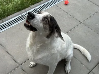 Pies do adopcji, Kraków, 25 stycznia 2026