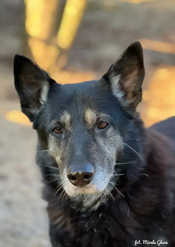 Pies do adopcji, Bydgoszcz, 29 stycznia 2026 (1/5)