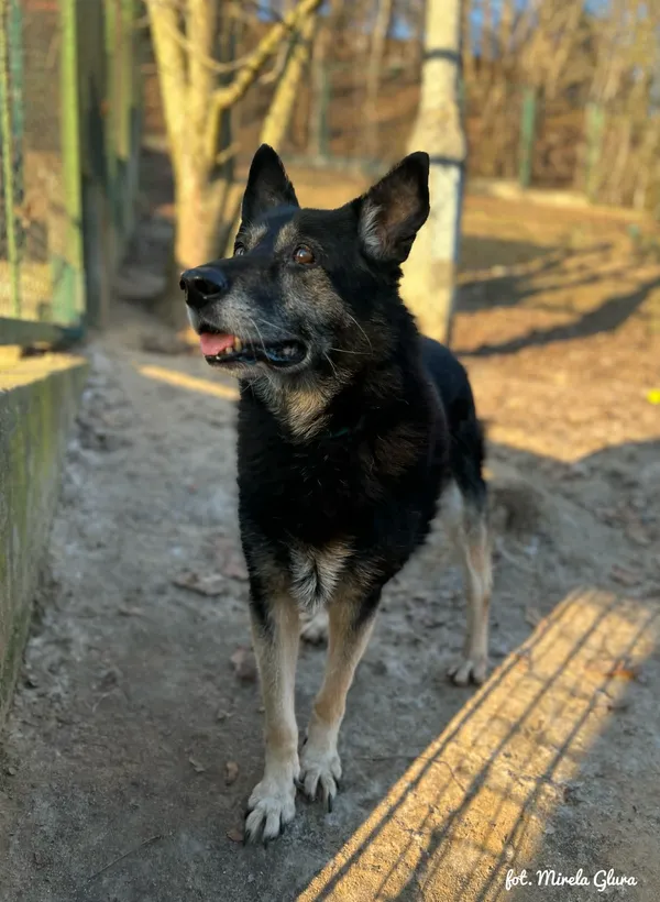 Pies do adopcji, Bydgoszcz, 29 stycznia 2026 (2/5)