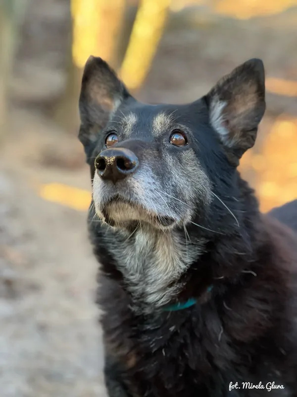 Pies do adopcji, Bydgoszcz, 29 stycznia 2026 (3/5)