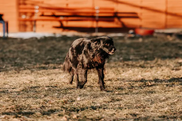 Pies do adopcji, Czartki, 29 stycznia 2026 (4/5)