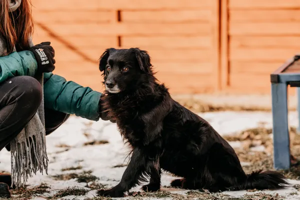 Pies do adopcji, Czartki, 29 stycznia 2026 (1/5)