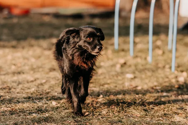 Pies do adopcji, Czartki, 29 stycznia 2026 (5/5)