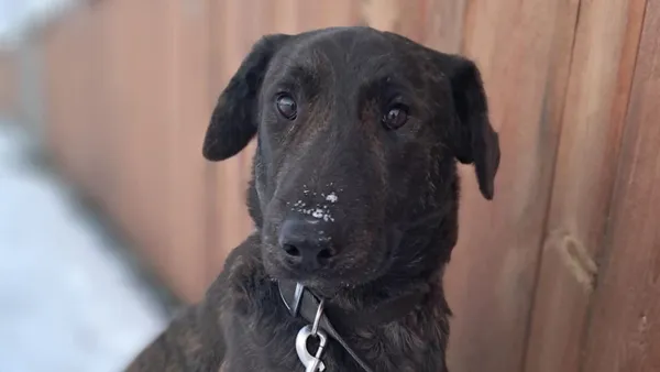 Znaleziono psa, Tatary, 7 stycznia 2026 (1/3)