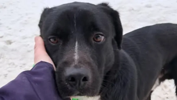 Znaleziono psa, Tatary, 3 stycznia 2026 (1/3)