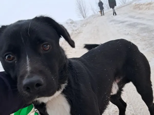 Znaleziono psa, Tatary, 3 stycznia 2026 (2/3)