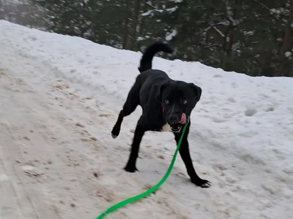 Znaleziono psa, Tatary, 3 stycznia 2026 (3/3)