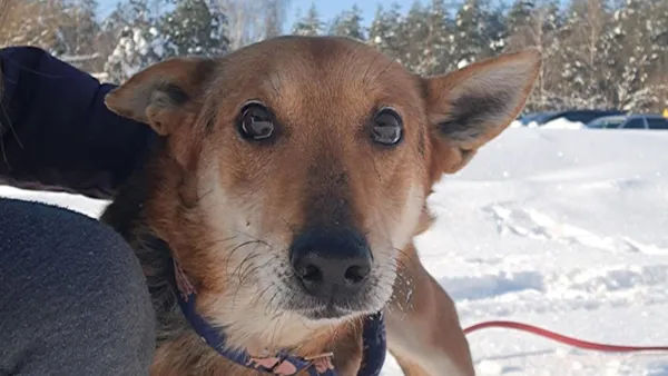 Znaleziono psa, Tatary, 18 grudnia 2025 (1/3)