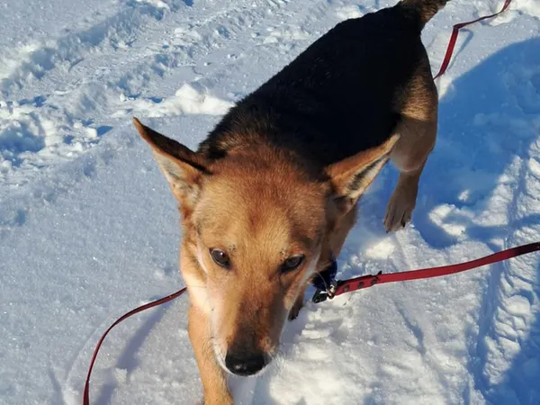 Znaleziono psa, Tatary, 18 grudnia 2025 (2/3)