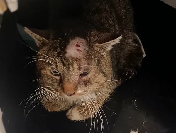 Znaleziono kota, Bydgoszcz, 26 stycznia 2026