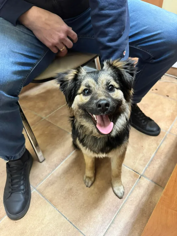 Znaleziono psa, Sosnowiec, 29 stycznia 2026