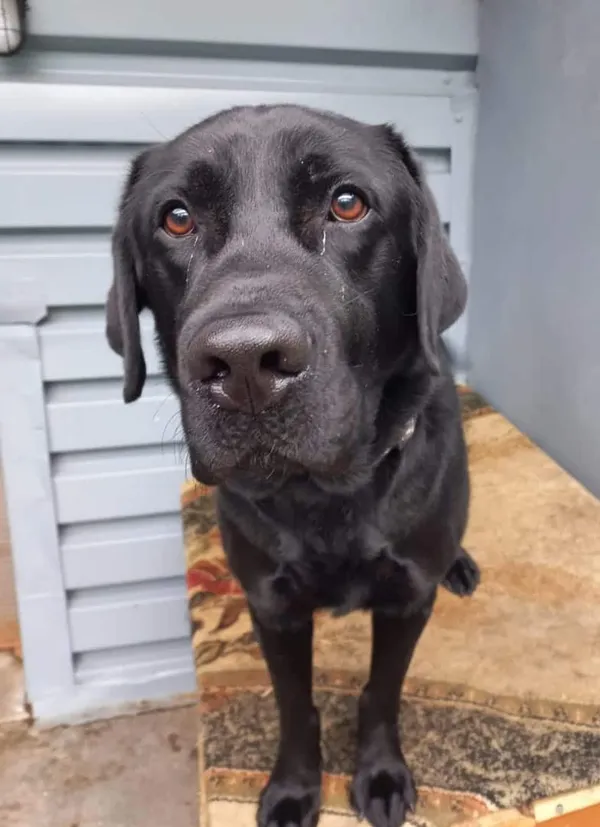 Znaleziono psa, Chojnice, 28 stycznia 2026