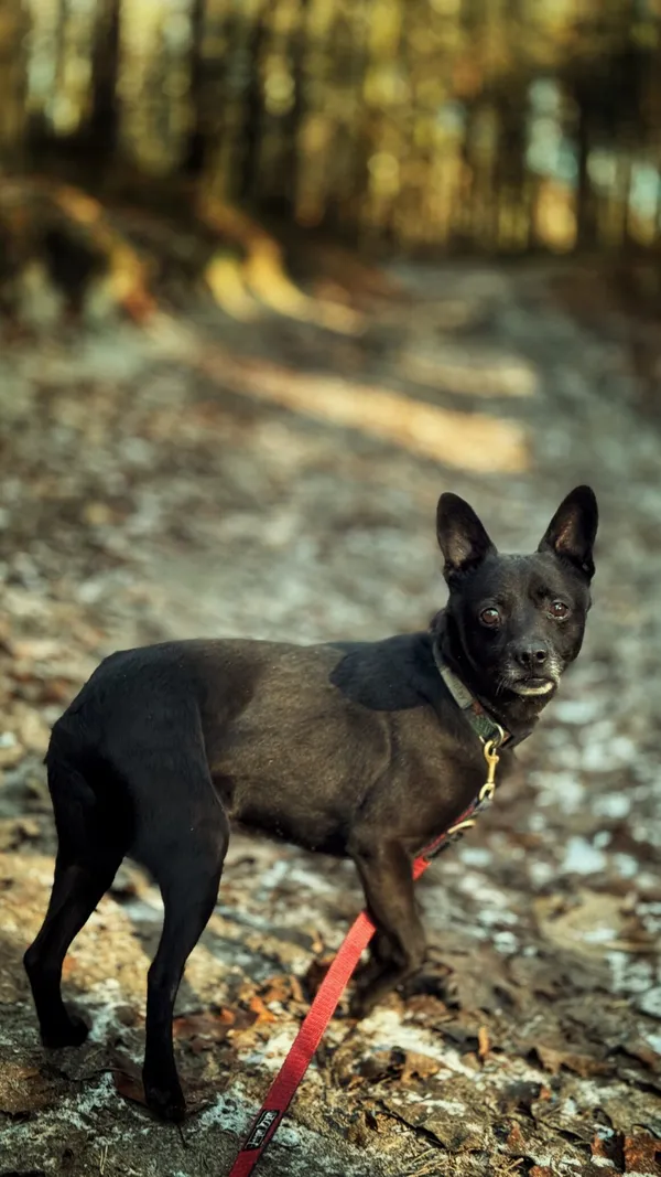 Pies do adopcji, Dłużyna Górna, 29 stycznia 2026 (1/5)