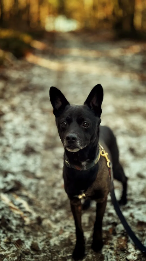 Pies do adopcji, Dłużyna Górna, 29 stycznia 2026 (4/5)