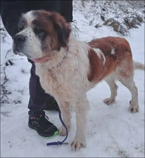 Znaleziono psa, Grudziądz, 29 stycznia 2026