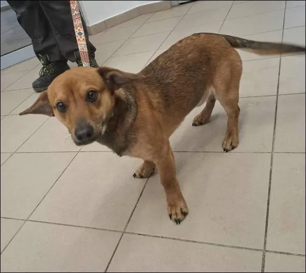 Znaleziono psa, Grudziądz, 29 stycznia 2026