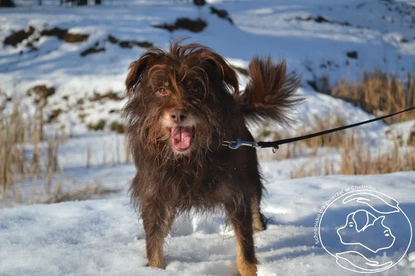 Pies do adopcji, Chełmek, 29 stycznia 2026