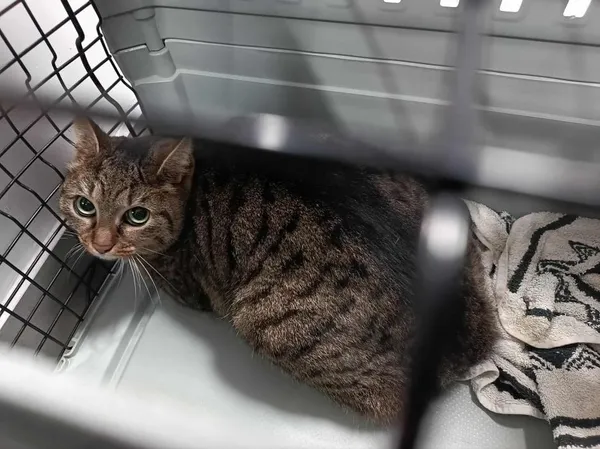 Znaleziono kota, Toruń, 28 stycznia 2026