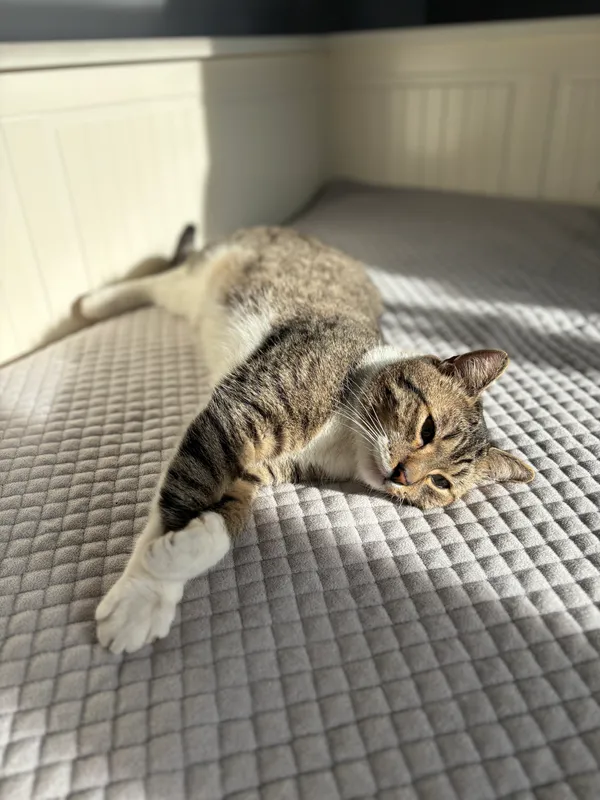 Zaginął kot, Rzeszów, Wilkowyja, 30 stycznia 2026 (1/4)