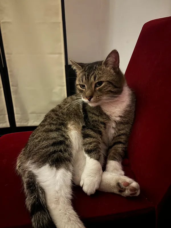 Zaginął kot, Rzeszów, Wilkowyja, 30 stycznia 2026 (2/4)