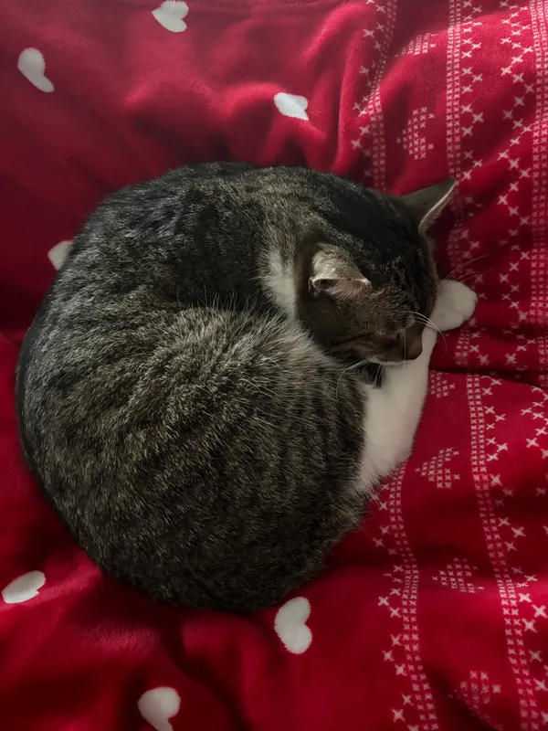 Zaginął kot, Rzeszów, Wilkowyja, 30 stycznia 2026 (4/4)