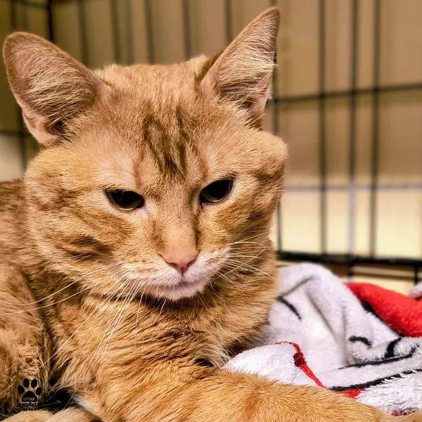 Kot do adopcji, Gdynia, 30 stycznia 2026 (2/5)