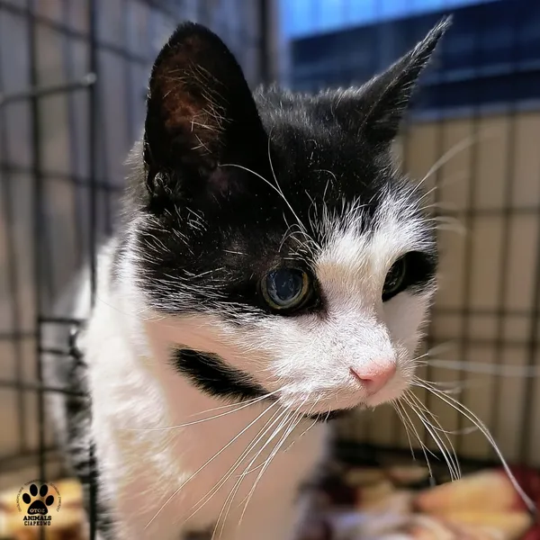 Kot do adopcji, Gdynia, 30 stycznia 2026 (2/4)