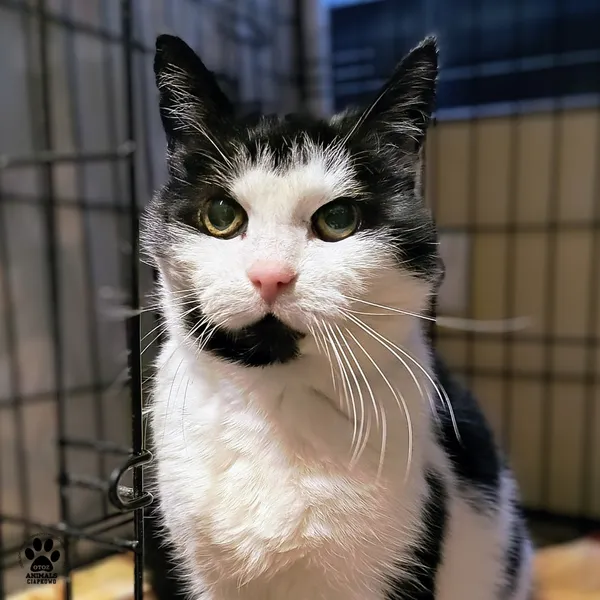 Kot do adopcji, Gdynia, 30 stycznia 2026 (3/4)