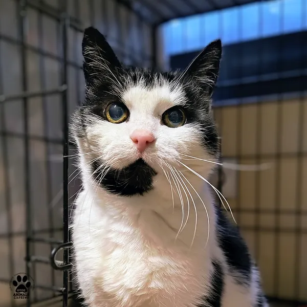 Kot do adopcji, Gdynia, 30 stycznia 2026 (4/4)