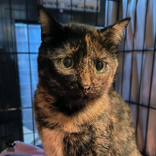 Kot do adopcji, Gdynia, 30 stycznia 2026 (2/4)