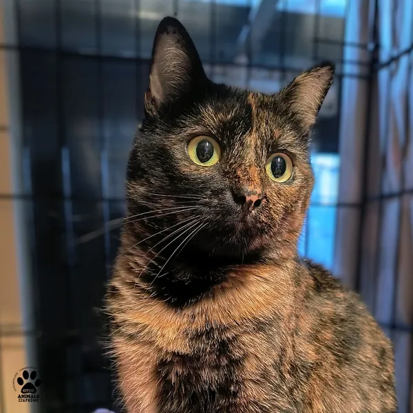 Kot do adopcji, Gdynia, 30 stycznia 2026 (4/4)